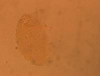 Echiniscus aliquantillus image