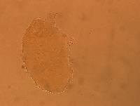 Echiniscus aliquantillus image