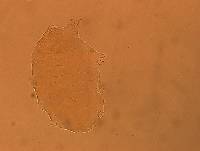 Echiniscus aliquantillus image
