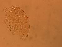Echiniscus aliquantillus image