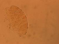 Echiniscus aliquantillus image