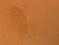Echiniscus aliquantillus image