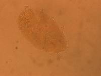 Echiniscus aliquantillus image