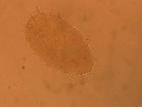 Echiniscus aliquantillus image