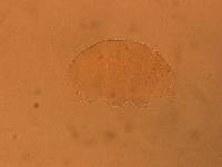 Echiniscus aliquantillus image