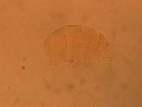 Echiniscus aliquantillus image