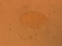 Echiniscus aliquantillus image