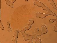 Echiniscus aliquantillus image
