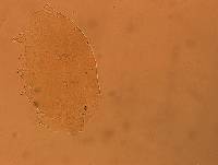 Echiniscus aliquantillus image