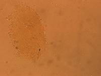 Echiniscus aliquantillus image