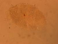 Echiniscus aliquantillus image