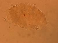 Echiniscus aliquantillus image