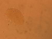 Echiniscus aliquantillus image
