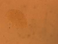 Echiniscus aliquantillus image