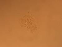 Echiniscus aliquantillus image