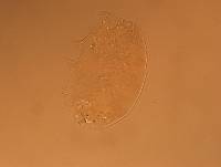 Echiniscus aliquantillus image