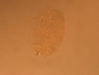 Echiniscus aliquantillus image
