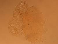 Echiniscus aliquantillus image