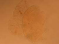Echiniscus aliquantillus image