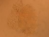 Echiniscus aliquantillus image