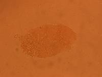 Echiniscus aliquantillus image