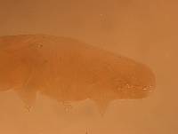 Echiniscus angolensis image