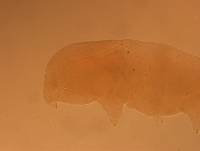 Echiniscus angolensis image