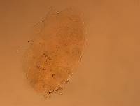 Echiniscus angolensis image