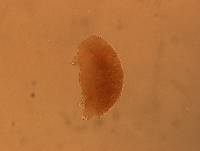 Echiniscus angolensis image