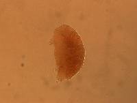 Echiniscus angolensis image