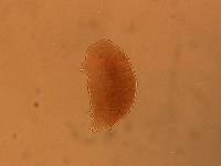Echiniscus angolensis image