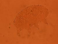 Echiniscus baius image