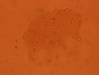 Echiniscus baius image
