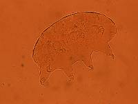 Echiniscus baius image