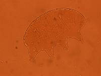 Echiniscus baius image