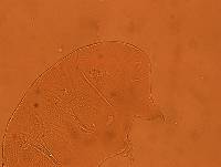 Echiniscus viridis image