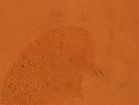 Echiniscus viridis image