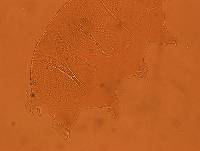 Echiniscus viridis image