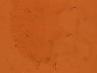 Echiniscus reticulatus image