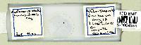 Haplomacrobiotus hermosillensis image