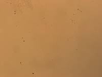 Hypsibius calcaratus image