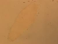 Hypsibius calcaratus image