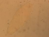 Hypsibius calcaratus image