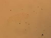 Hypsibius calcaratus image