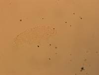 Hypsibius calcaratus image