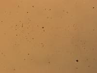 Hypsibius calcaratus image
