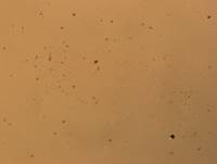 Hypsibius calcaratus image