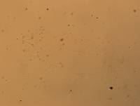 Hypsibius calcaratus image