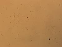 Hypsibius calcaratus image