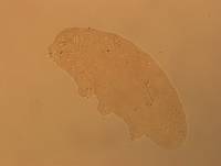 Hypsibius calcaratus image